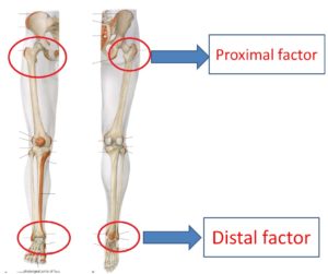 膝関節に影響を与える関節