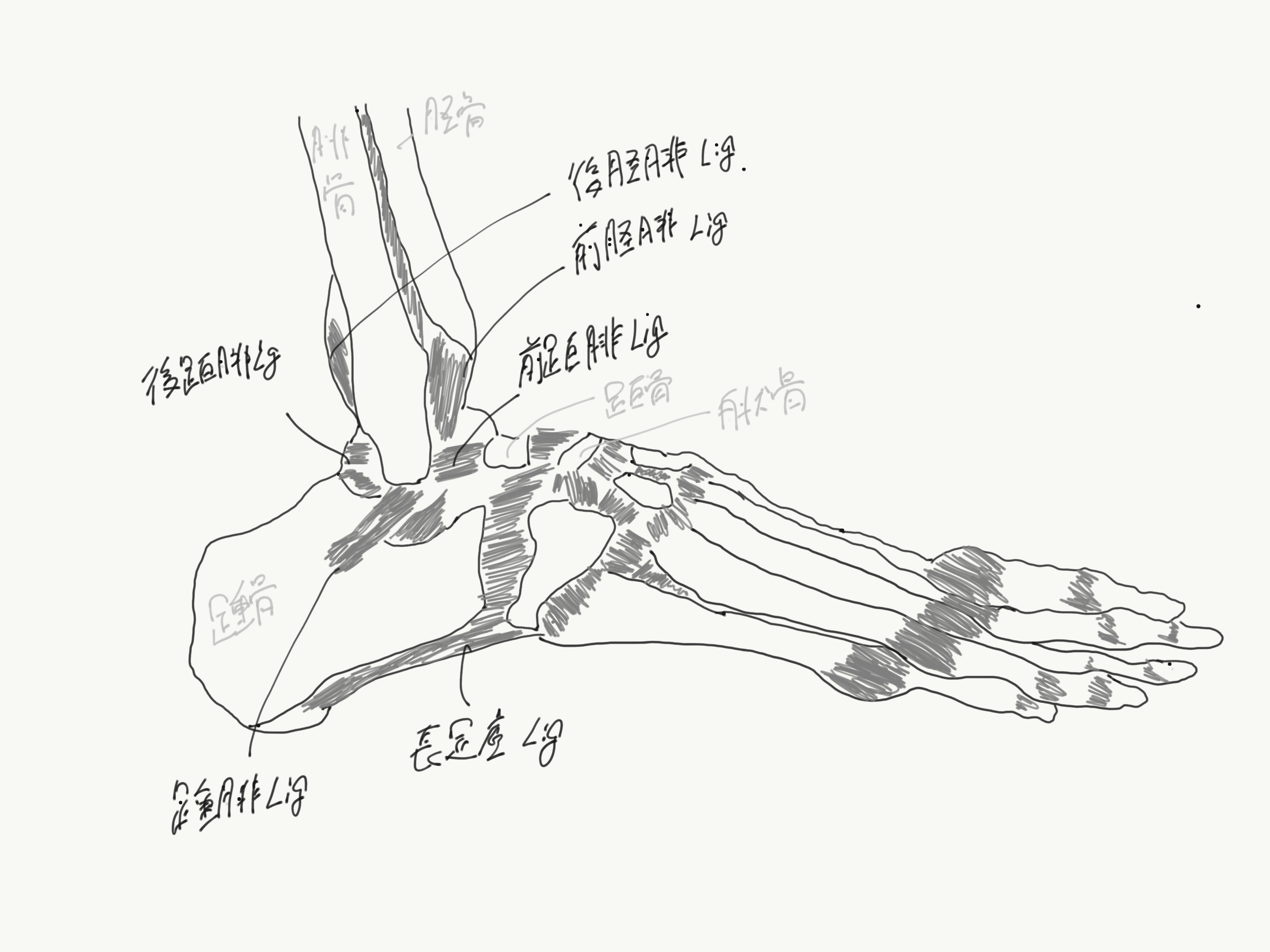 足関節内反捻挫の解剖学