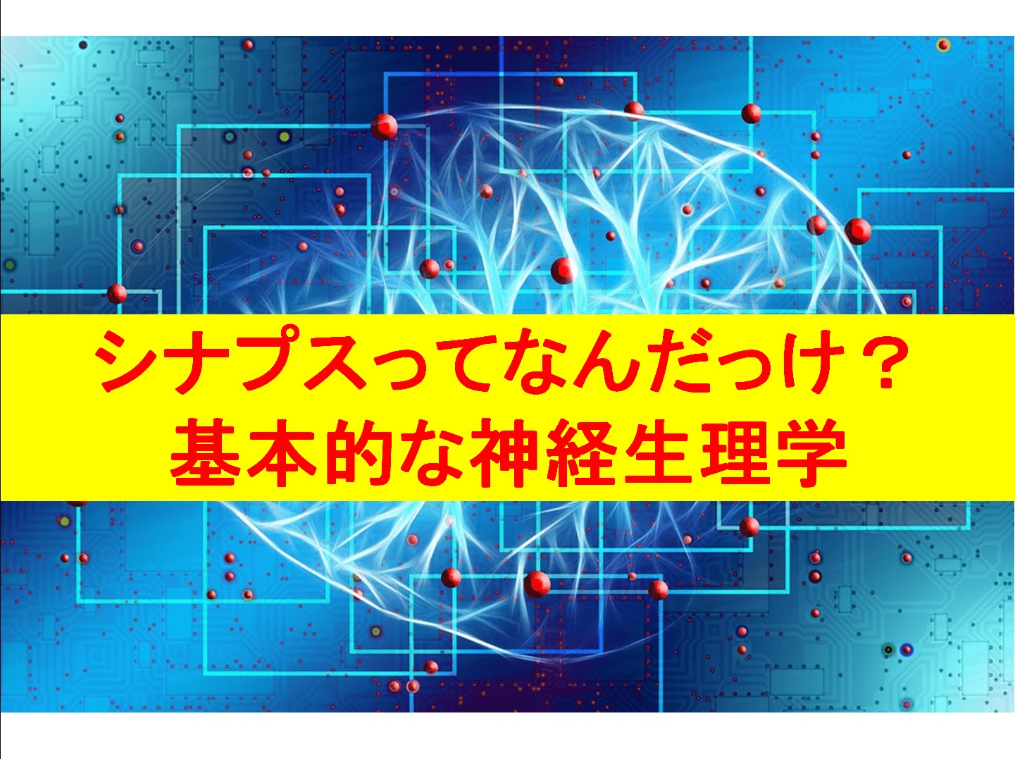 シナプスとは シナプスをわかりやすく解説 基本的な神経生理学 わらディカル 理学療法のすすめ